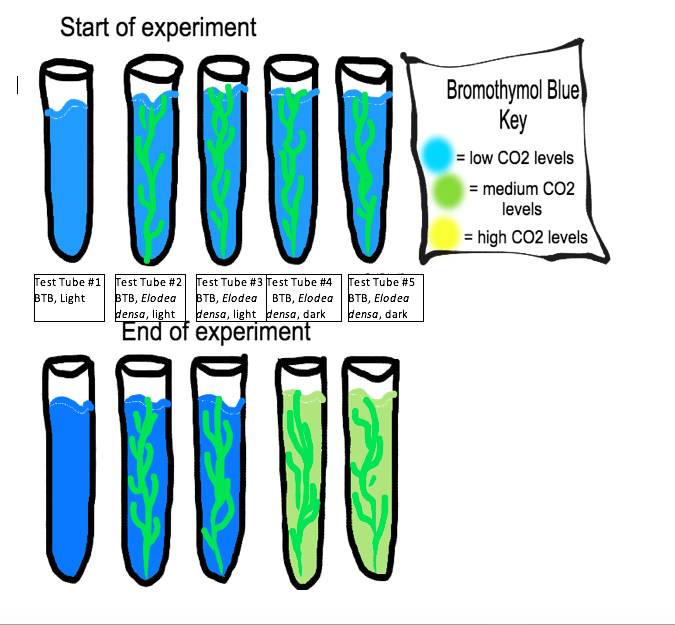 bromothymol blue respiration experiment